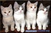 .Британские котята редких окрасов:.